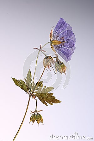 Pressed flower in backlight Stock Photo