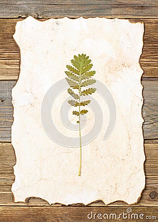 Pressed green summer plant Stock Photo