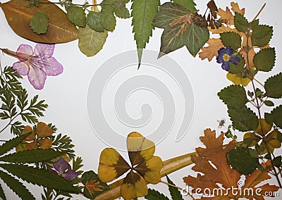 Pressed leaves and flowers botanical frame board background Stock Photo