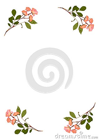 Pressed Pink Roses Stock Photo