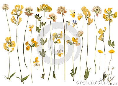 Pressed wild flowers Stock Photo