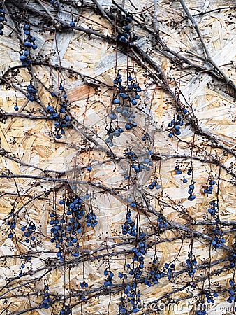Pressed wood-fiber board and a grape vine with berries Stock Photo