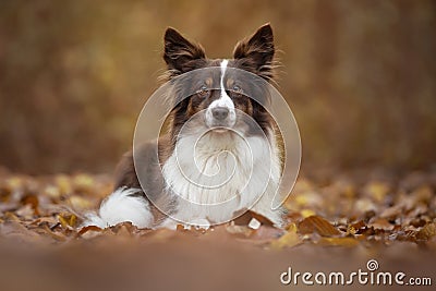 Pretty American shepherd dog lying down in a autumn forest, beween autumn leafs Stock Photo