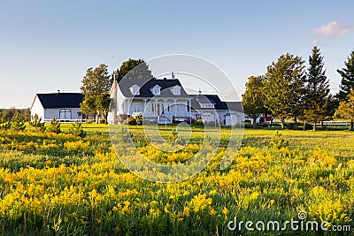 Pretty ancestral neoclassical patrimonial country house surrounded by barns seen across a field of Canadian Goldenrod Stock Photo