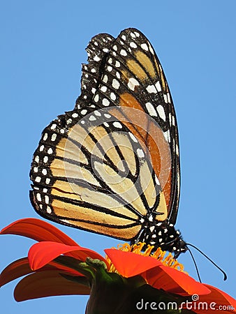 Pretty August Monarch Butterfly Stock Photo