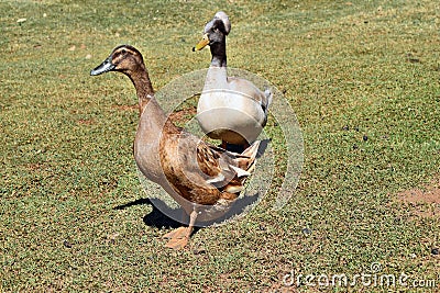 Pretty australian crested duck with brown duck Stock Photo