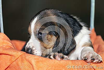 Pretty Basset hound puppy Stock Photo