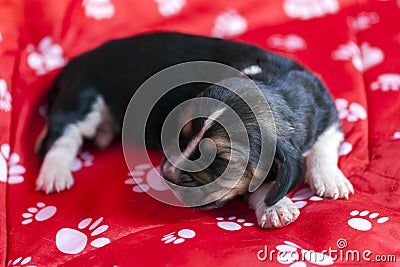 Pretty Basset hound puppy sleeps Stock Photo