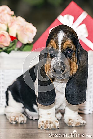 Pretty Basset hound puppy Stock Photo