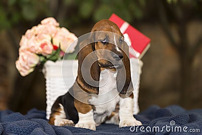 Pretty Basset hound puppy Stock Photo