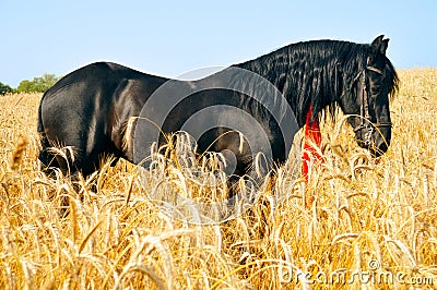 Pretty black horse in golden field Stock Photo