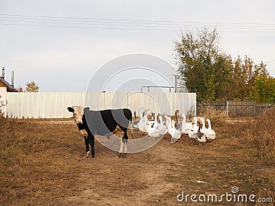 A pretty, black, little bull is standing next to a group of Gus. Black and white. Bull surrounded by ducks and geese. Agriculture Editorial Stock Photo