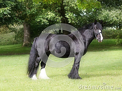 Pretty Black Pony Stock Photo