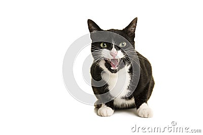 Pretty black and white cat lying down looking at the camera with mouth open like its talking or screaming isolated on a white Stock Photo