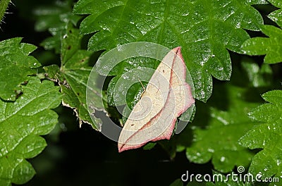 A pretty Blood-vein Moth Timandra comae perched on a stinging nettle leaf. Stock Photo