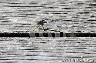 Pretty Blue Dragonfly sitting on a board. Stock Photo