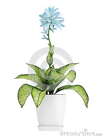 Pretty blue flowering Hosta Stock Photo