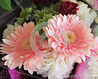 Pretty Bright & Attractive Light Pink Gerbera Daisy Flower Bouquet Stock Photo