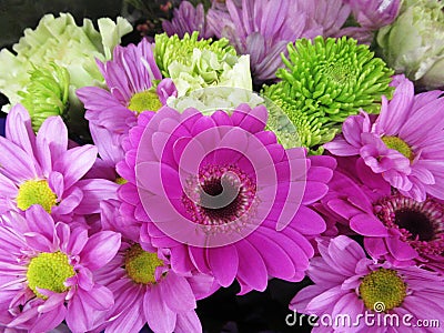 Pretty Bright & Attractive Purple Gerbera Daisy Flower Bouquet Stock Photo