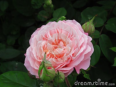 Pretty Bright Closeup Pink Rose Flowers Blooming In Spring 2020 Stock Photo