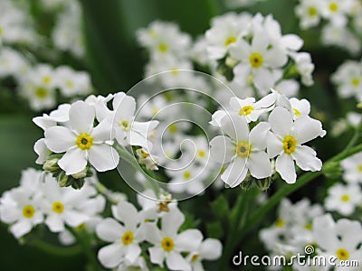 Pretty Bright closeup White Forget -Me-Not Flowers Blooming in Spring Stock Photo