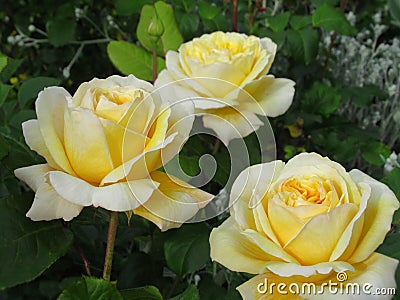 Pretty Bright Closeup Yellow Rose Flowers Blooming In Spring 2020 Stock Photo