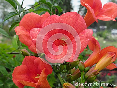 Pretty Bright Orange Petunia flowers In Vancouver Park Garden Summer 2019 Stock Photo