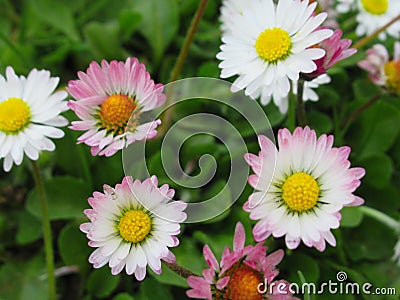 Pretty Bright Pink And White Common Daisy Flowers Blooming In Spring Stock Photo