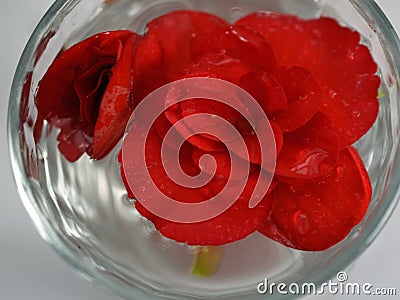 Pretty Bright Red Begonia Blossoms in glass of water Stock Photo