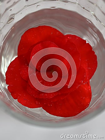 Pretty Bright Red Begonia Blossom in Glass of Water Stock Photo