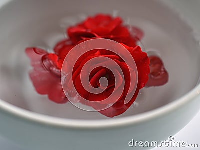 Pretty Bright Red Begonia Blossom in White Bowl of water Stock Photo
