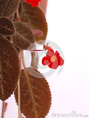 Pretty Bright Red Small Flower & Brown Hairy Leave Stock Photo