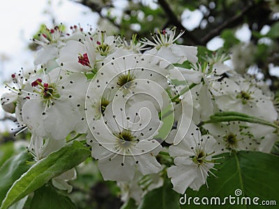 Pretty Bright White Cherry Blossom Flowers In Spring 2019 Stock Photo