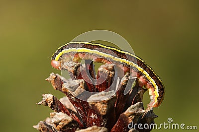 A pretty Broom moth caterpillar Ceramica pisi perched on a pine cone. Stock Photo