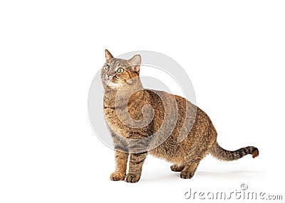 Brown Tabby Cat Facing Side Looking Up - Extracted Stock Photo