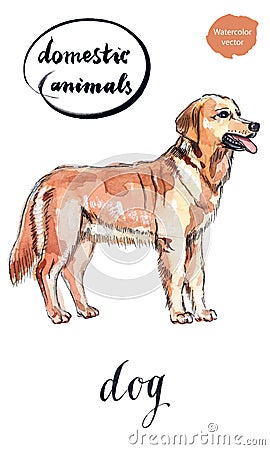 Pretty brown dog Vector Illustration