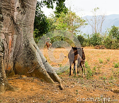 Pretty Horse and Newborn Foal nuzzle near tree Stock Photo