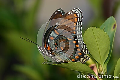 Pretty butterfly Stock Photo