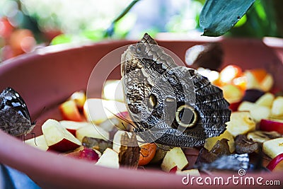 Pretty butterfly perched on green leaf in the garden Stock Photo