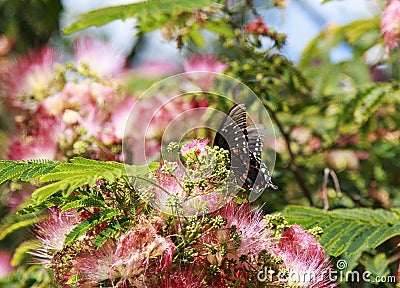 Pretty Butterfly on a Pink Mimosa tree Stock Photo