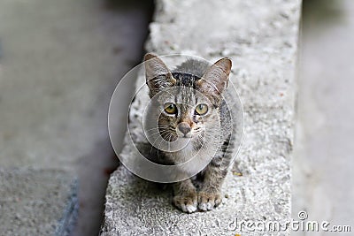 Pretty cat, wildlife, beautiful, kitty, animal, pet, cute, cat, lovely cat Stock Photo