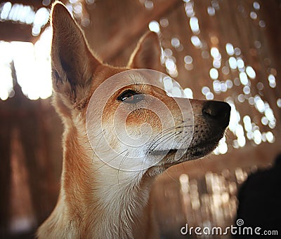 Pretty cheerful mongrel dog Stock Photo