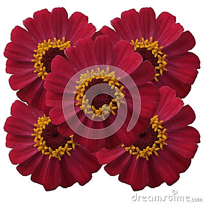 Pretty close up zinnia flower picture Stock Photo