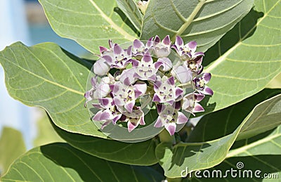 Pretty Cluster of Flowering Giant Milkweed Blossoms Stock Photo