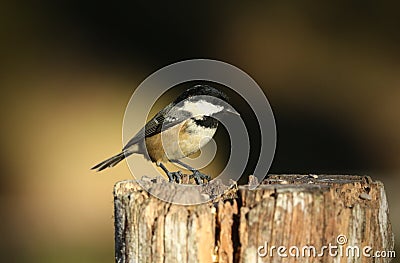 A pretty Coal Tits Periparus ater perching on a tree stump in the Abernathy forest in the highlands of Scotland. Stock Photo
