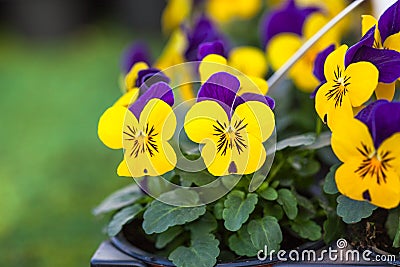 Pretty colourful violet and yellow flowers of garden pansy seedlings Viola tricolor in small pots on sale in garden centre Stock Photo
