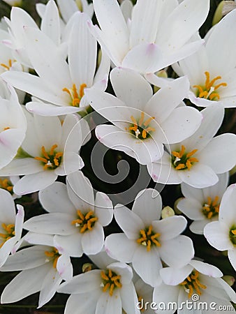 Pretty cool white Lily flowers background. Stock Photo