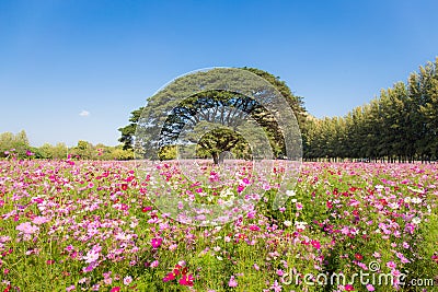 Pretty cosmos flowers and big tree in the garden Stock Photo