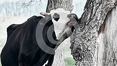 Pretty cow rubs her cheek against a tree Stock Photo