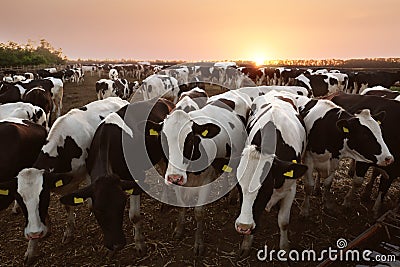 Pretty cows in cattle pen. Animal husbandry Stock Photo